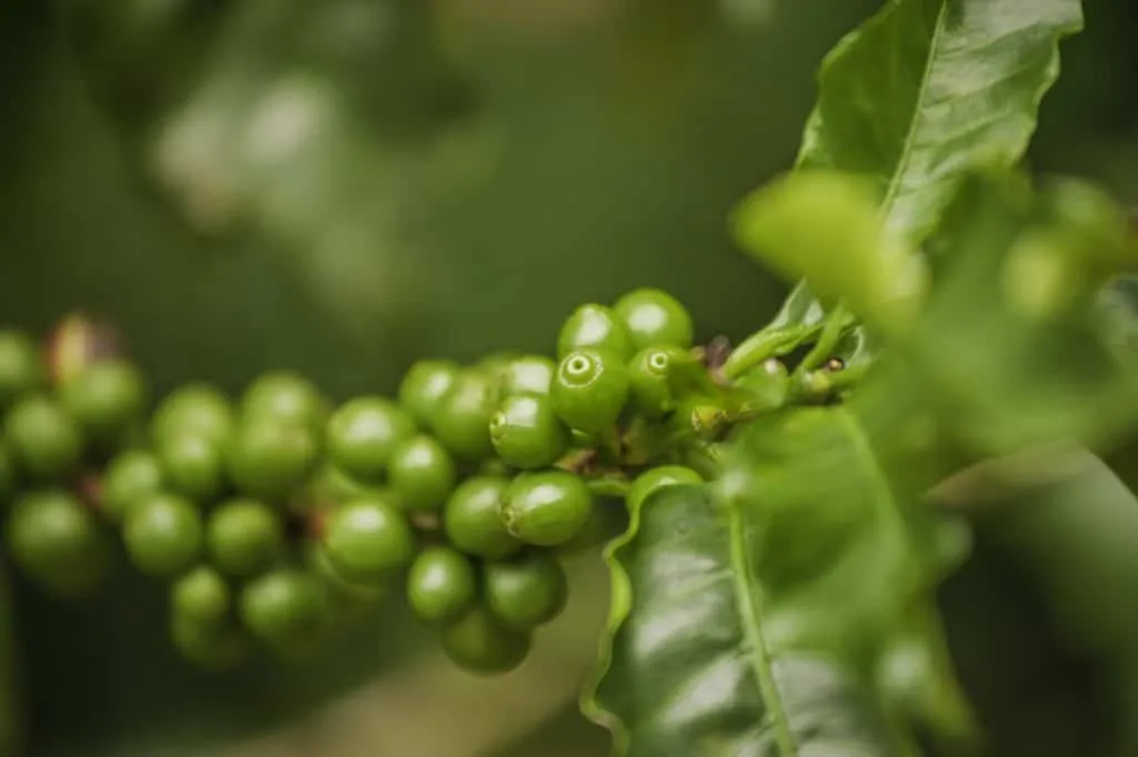 Green coffee beans - flavor affected by altitude
