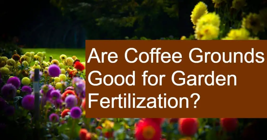 Are Coffee Grounds Good for Garden Fertilization and to keep pests at bay?